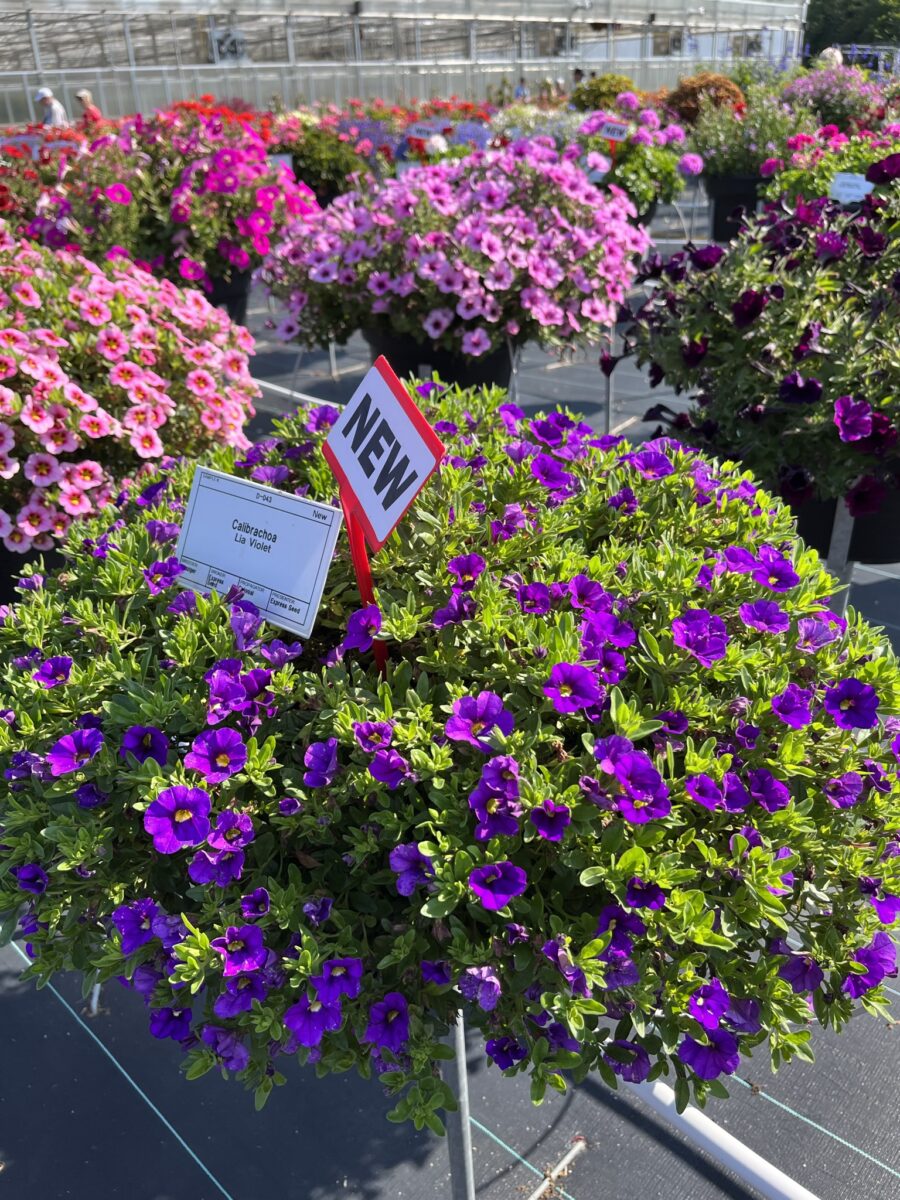 LIA™ Violet