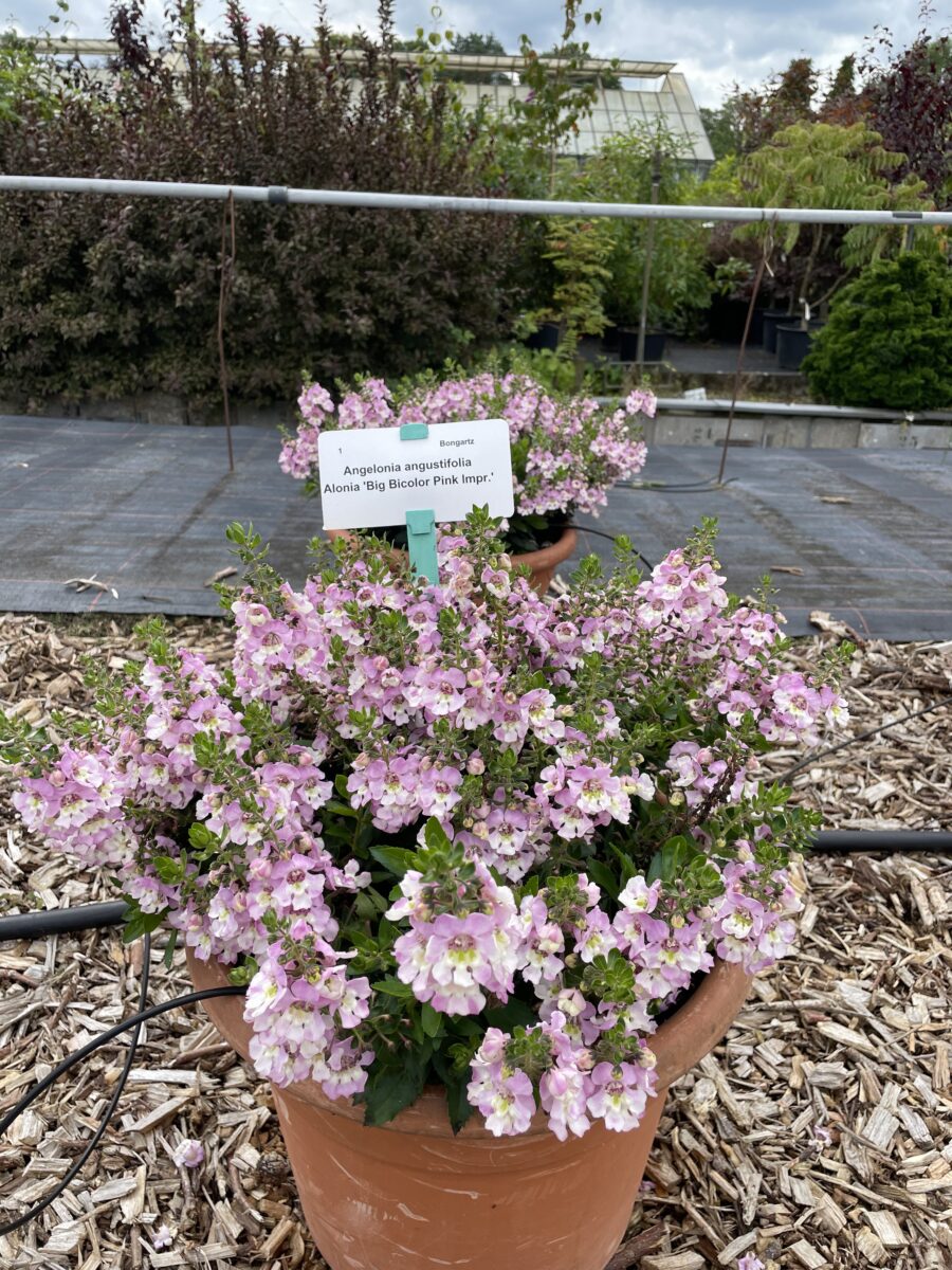 ALONIA™ Big Bicolor Pink Improved