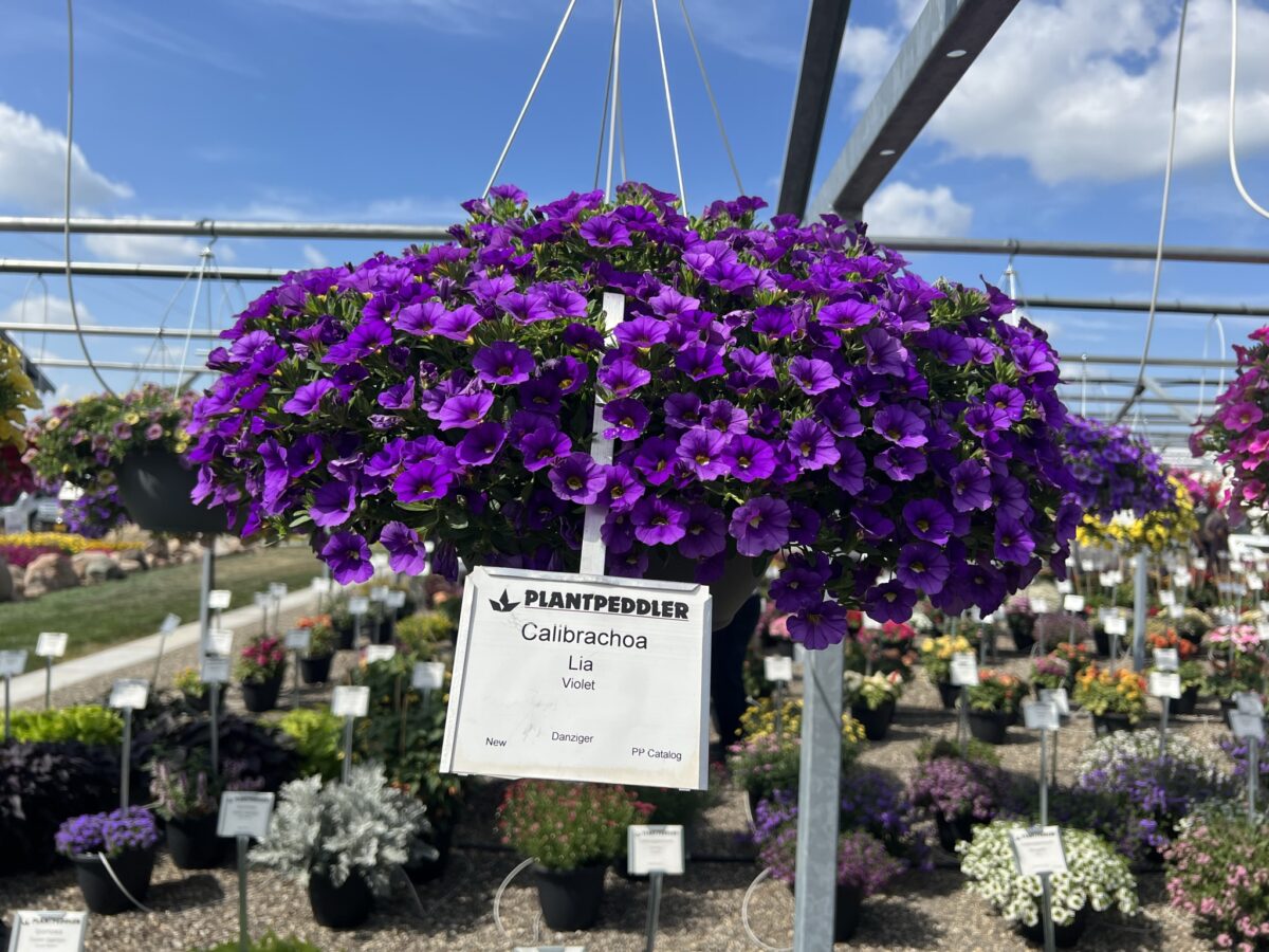 LIA™ Violet