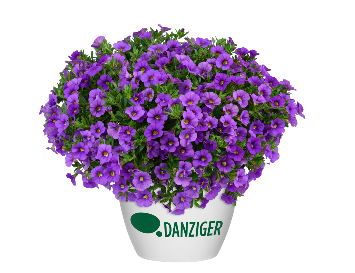 LIA™ Violet