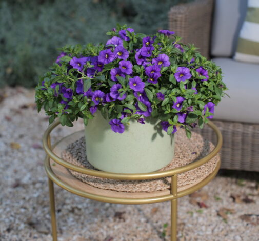 LIA™ Violet