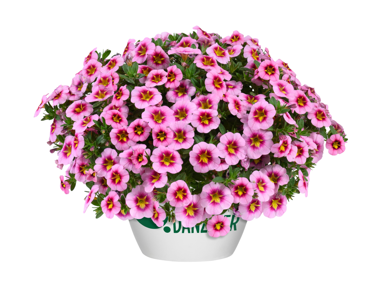 Lia™ Spark Pink