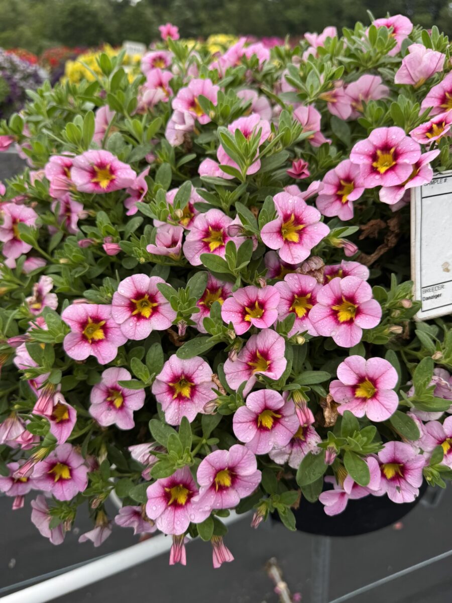 Lia™ Spark Pink