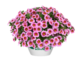 Lia™ Spark Pink
