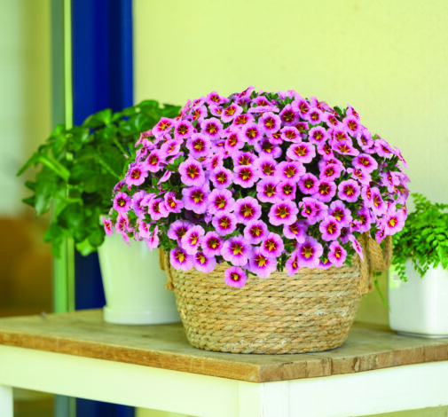 Lia™ Spark Pink