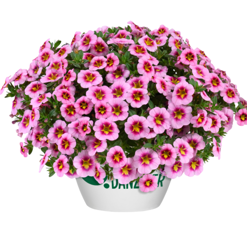Lia™ Spark Pink