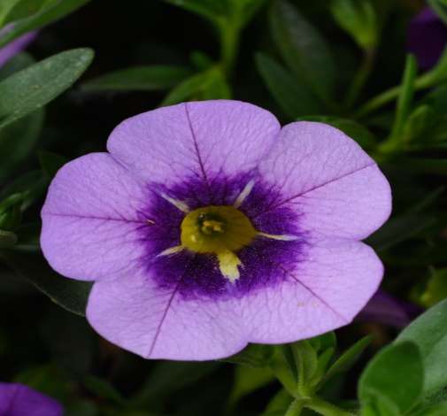 COLIBRI™ Spark Purple