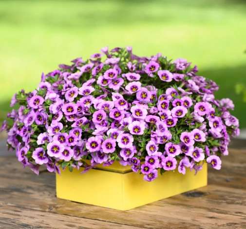 COLIBRI™ Spark Purple