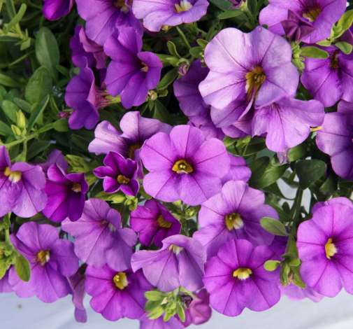 LIA™ Violet