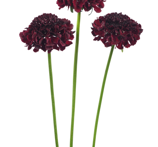 FOCAL SCOOP™ CRANBERRY