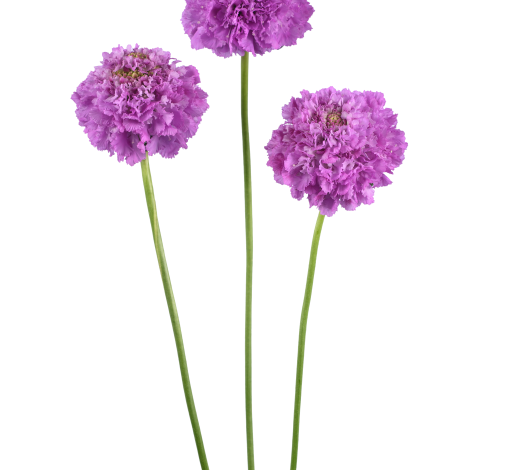 BON BON SCOOP™ UBE