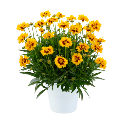 Solanna™ Sunset Bright