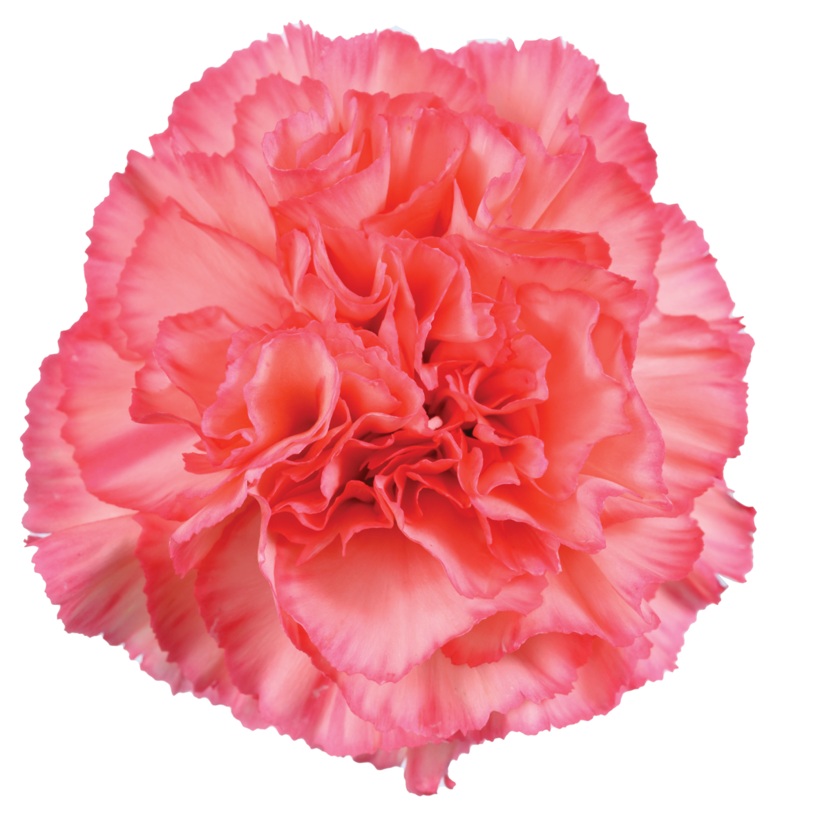 TESORO™ PEACH CHERRY