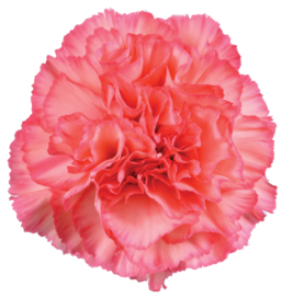 TESORO™ PEACH CHERRY