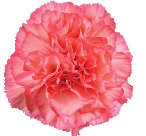 TESORO™ PEACH CHERRY