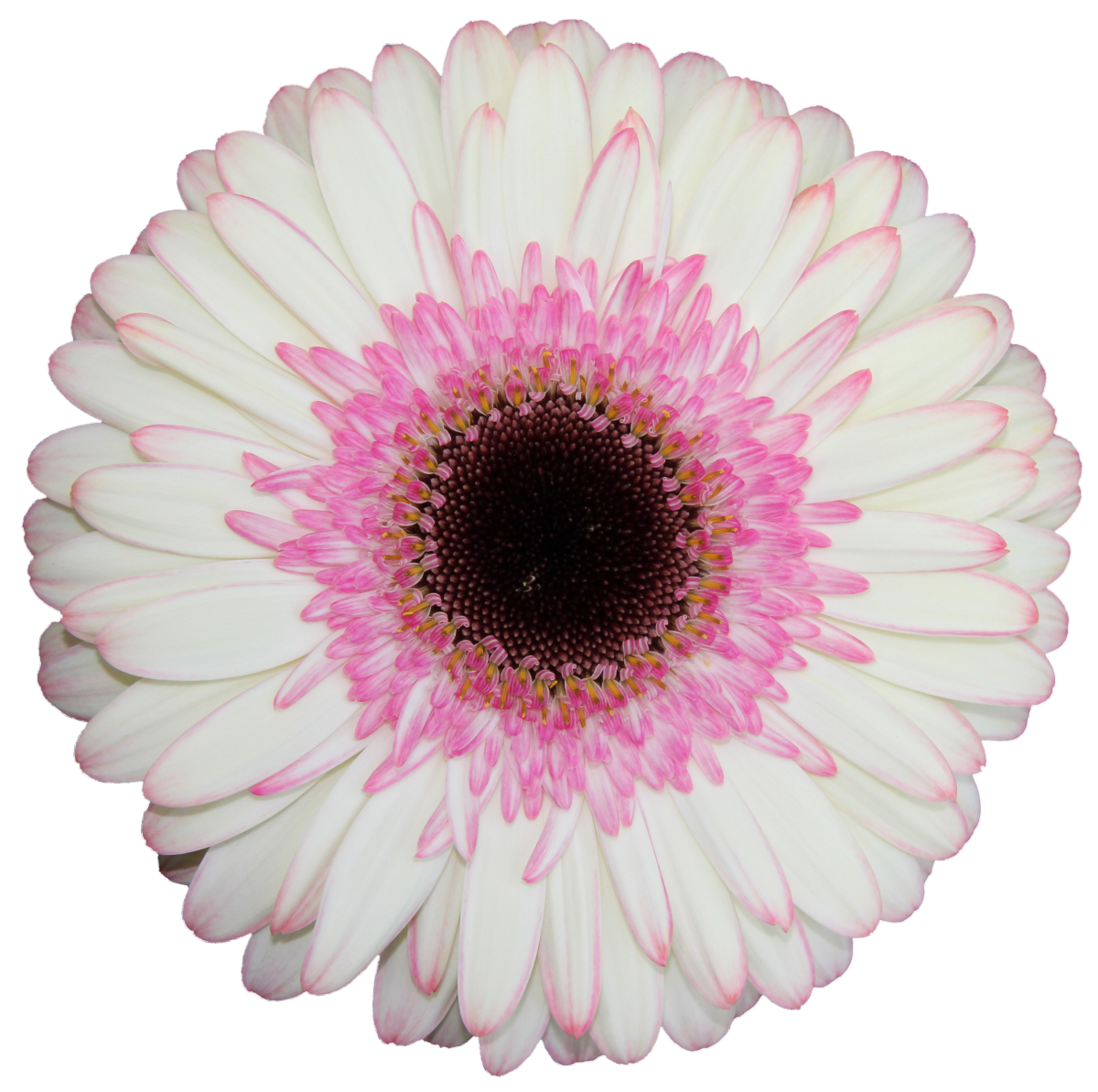 Zoom