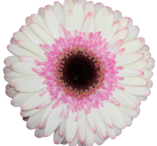 BICOLOR™