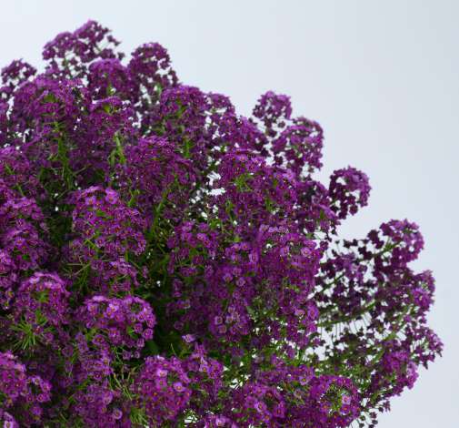 STREAM™ Compact Purple