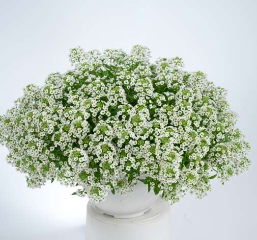 STREAM™ Compact White