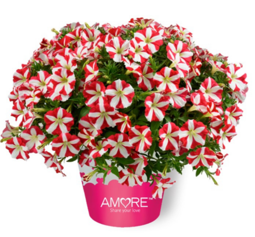 AMORE® King of Hearts Imp.