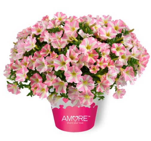 AMORE® Princess