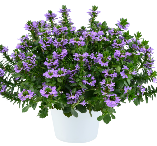 BLESSING™ Lavender