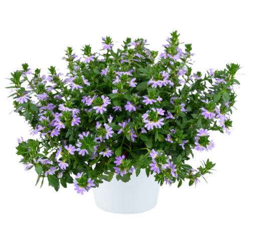 BLESSING™ Bicolor Lavender