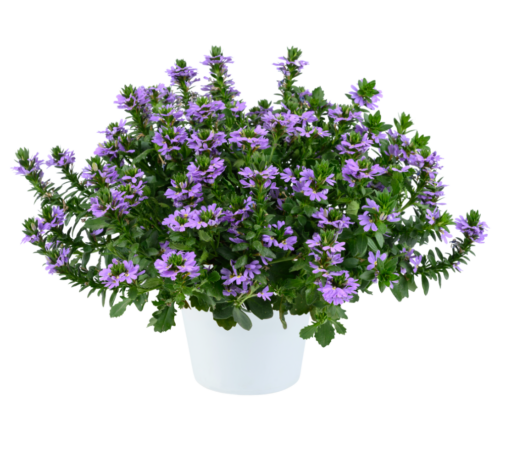 BLESSING™ Lavender
