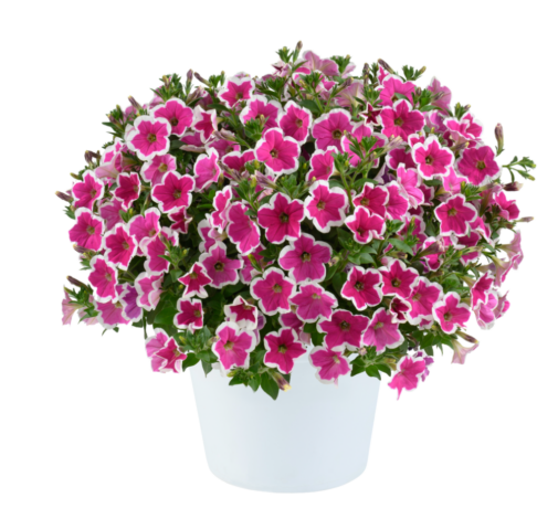CAPELLA™ Rim Fuchsia