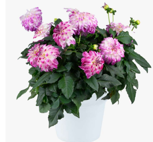 DARLIN’™ Abstract Fuchsia