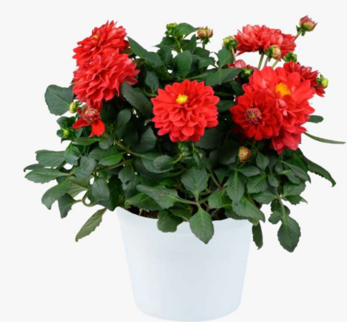 DARLIN’™ Perfect Red