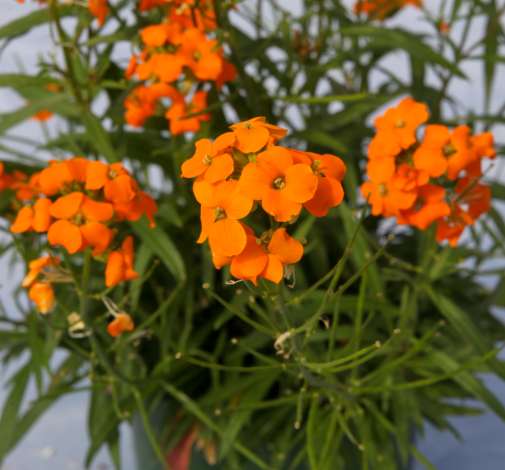 Sunstrong™ Orange Imp.