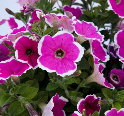 CAPELLA™ Rim Fuchsia