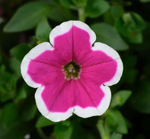 CAPELLA™ Rim Fuchsia