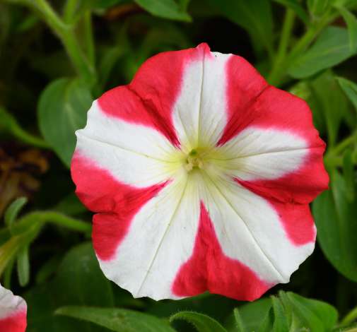 AMORE® King of Hearts Imp.