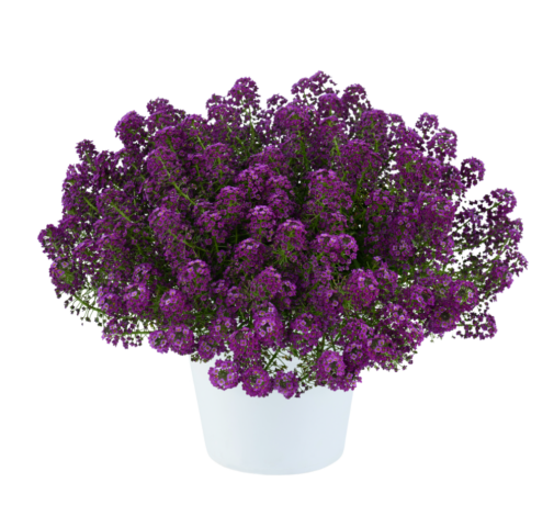 STREAM™ Compact Purple