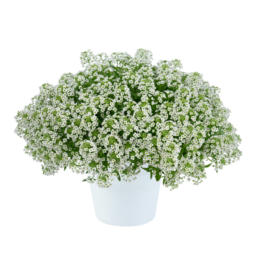 STREAM™ Compact White