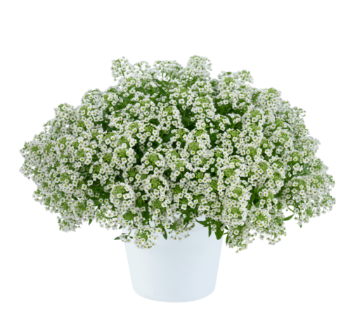 STREAM™ Compact White