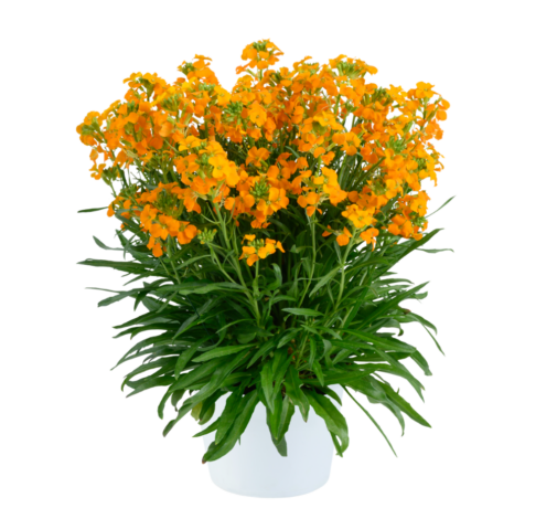Sunstrong™ Orange Imp.