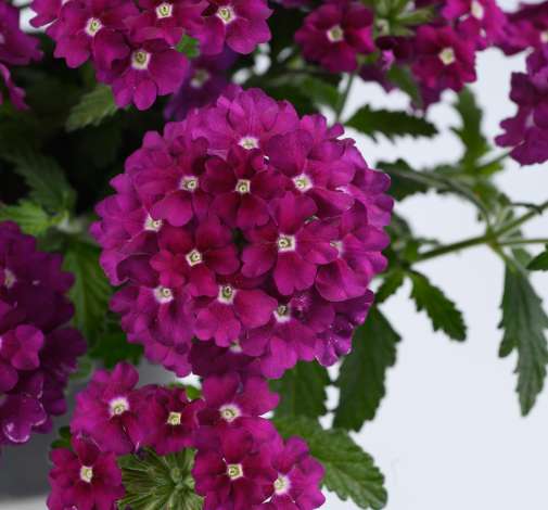 VANESSA™ Magenta