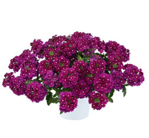 VANESSA™ Magenta