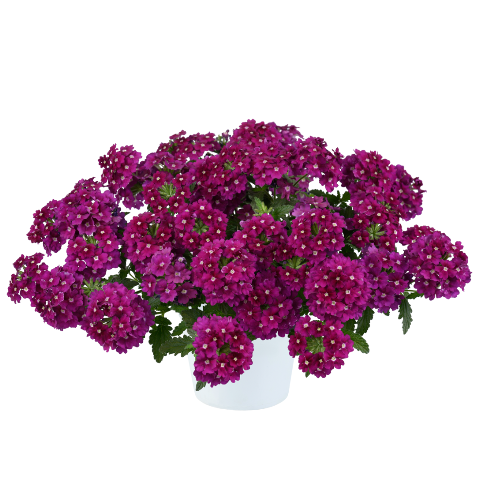 VANESSA™ Magenta