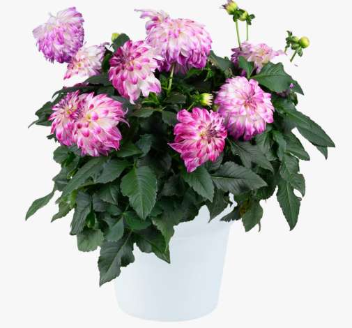 DARLIN’™ Abstract Fuchsia
