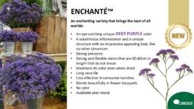 ENCHANTE™ key features