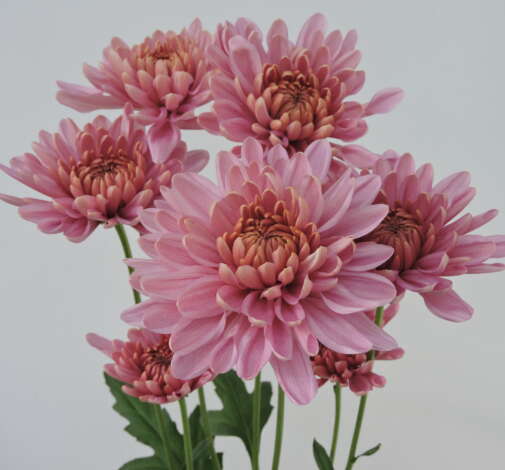 ALMENDRA PINK