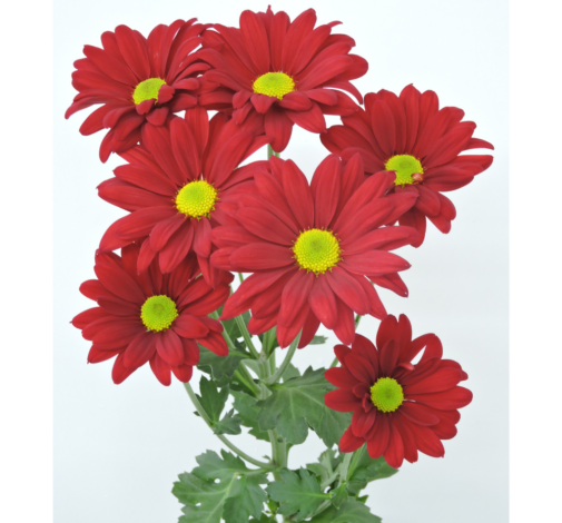 AMOR™ IMPERIAL