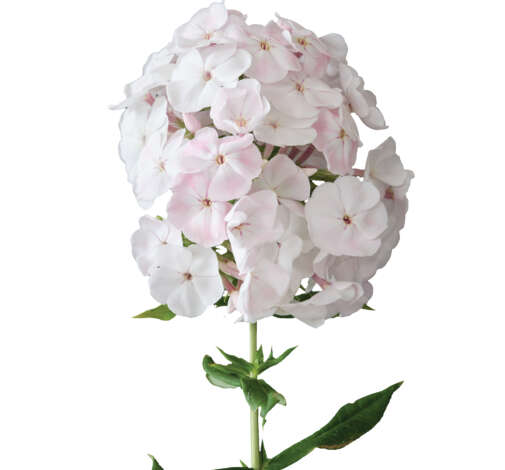Magical® Pink TendernesZ