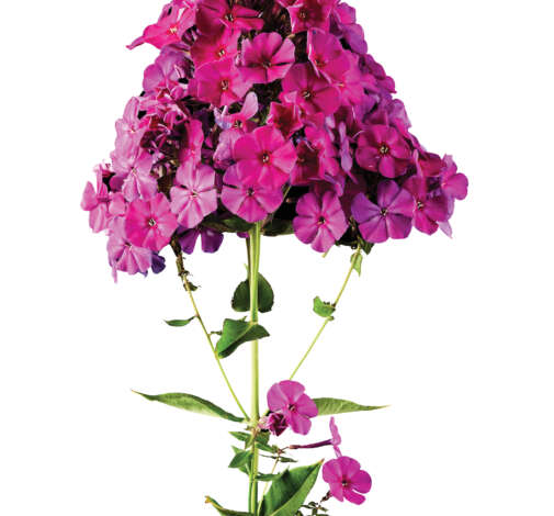 Magical® Purple IllusionZ