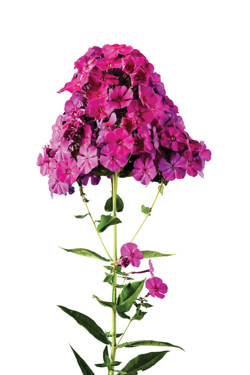 Magical® Purple IllusionZ