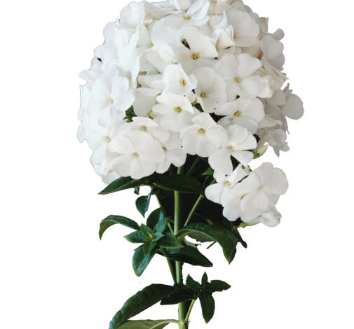 Magical® SnowdropZ